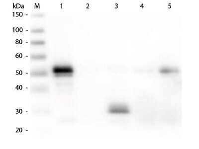 Western Blot: Donkey anti-Rabbit IgG Fc Secondary Antibody [Rhodamine] [NBP1-73254] - Lane 1: Rabbit IgG whole molecule. Lane 2: Rabbit IgG F(ab) Fragment. Lane 3: Rabbit IgG F(c) Fragment. Lane 4: Rabbit IgM Whole Molecule. Lane 5: Normal Rabbit Serum. All samples were reduced. Load: 50 ng per lane. Block: incubated with blocking buffer for 30 min at RT. Primary Antibody: Anti-Rabbit IgG F(c) (DONKEY) Antibody 1:5,000 for 60 min at RT. Secondary antibody: Anti-Donkey IgG (GOAT) Peroxidase Conjugated Antibody 1:40,000 in incubated with blocking buffer for 30 min at RT. Predicted/Observed Size: 25 and 50 kDa for Rabbit IgG and Serum, 25 kDa for F(c) and F(ab), 70 and 23 kDa for IgM. Rabbit F(c) migrates slightly higher.